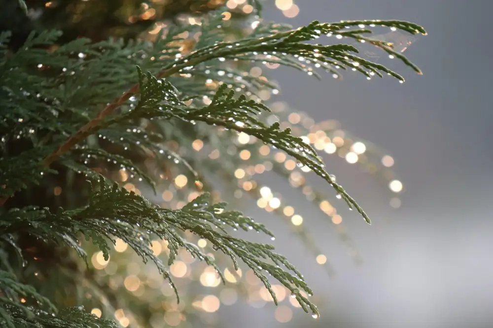 Thuja Homeopatie