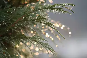Thuja Homeopatie